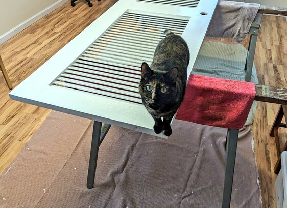 Tortie cat standing on a door perched on saw horses.