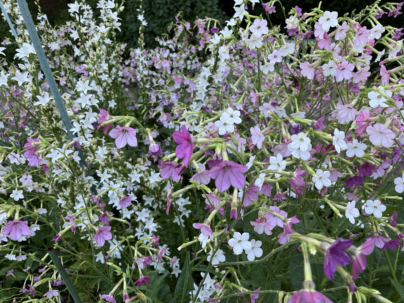 A gloriously chaotic mass of purple, white, and pink nicotiana.
