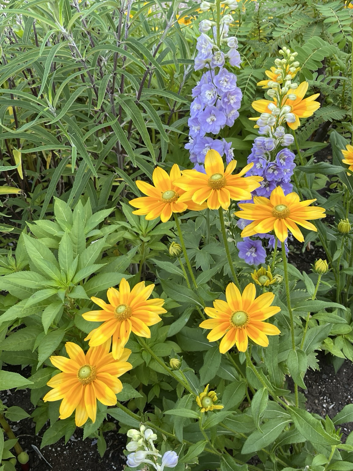 Some bright yellow flowers resembling black eyed susan but the centers are yellow-green. Help me out here. Behind them are stalks of pale purple delphinium, I think.
