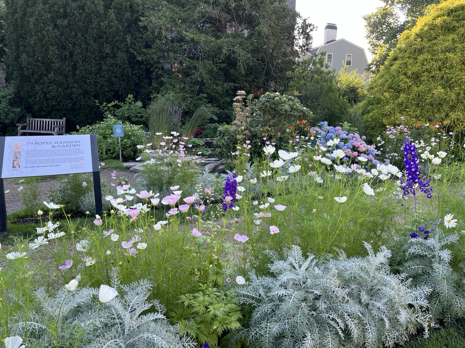 A view of the same path of cosmos as the first photo but take from the right. There is a sign for Ropes Mansion & Garden to the left. To the right, through the bushes and trees you can see the top floor of an 18th century house with a large chimney.