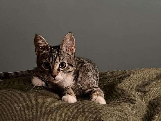 A tabby kitten sits atop a bed quilt and looks intently at the camera. Her head and body are in a dynamic pose, as if caught mid-pounce. 