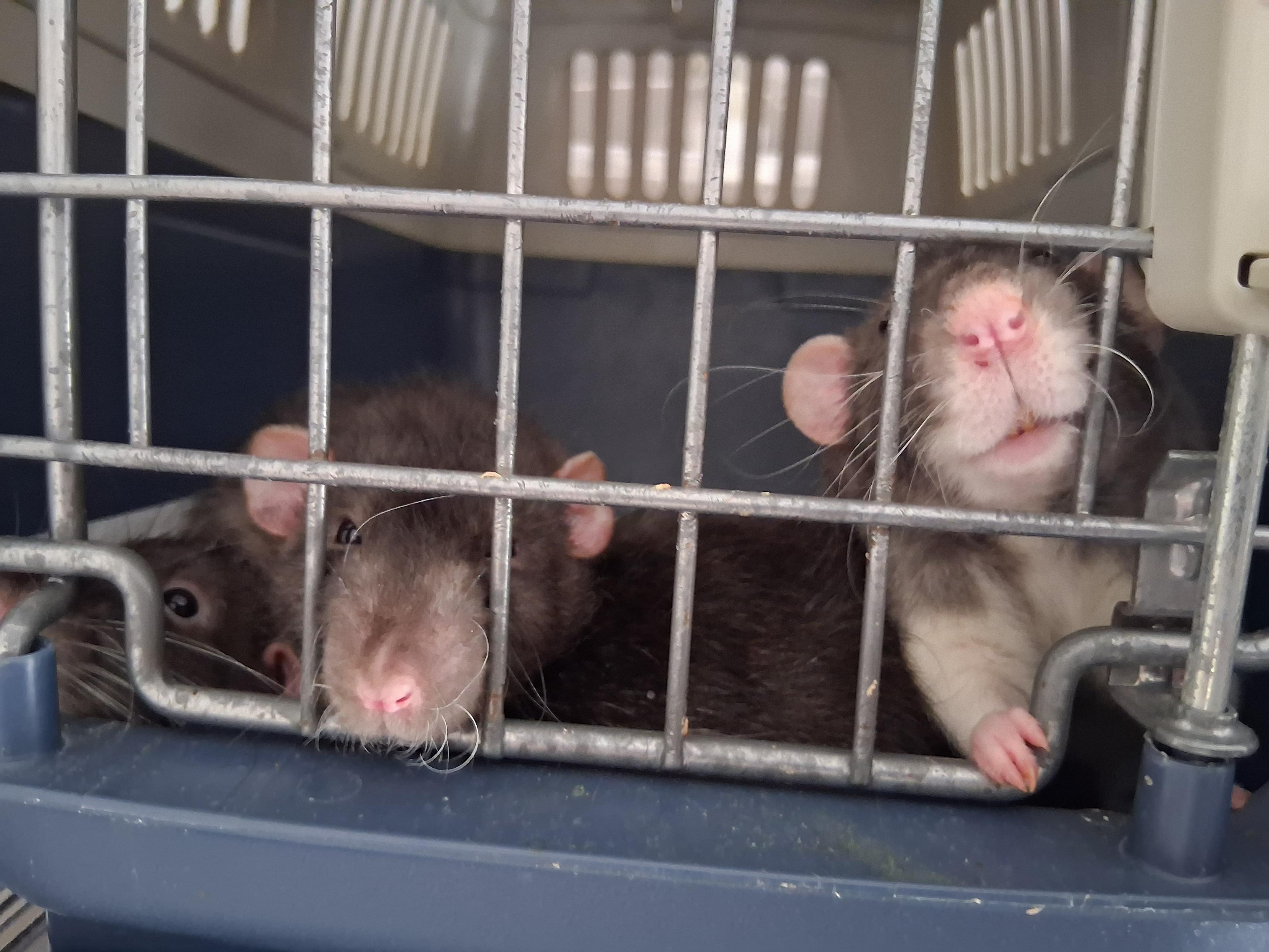 Three cute rats in a travel cage, waiting for me to finish stealing their poo