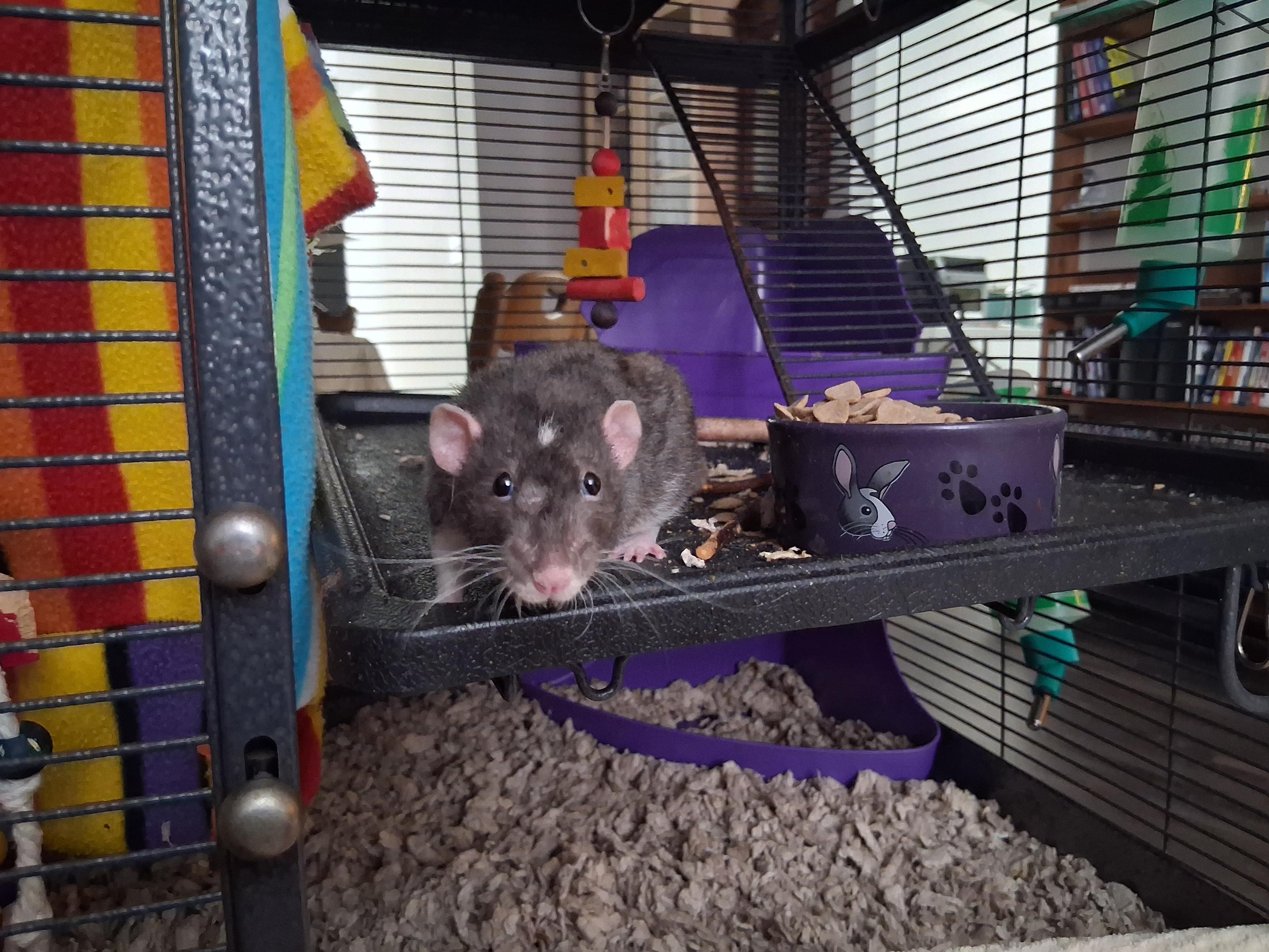 cute pet rat peering nervously out of his open cage door.