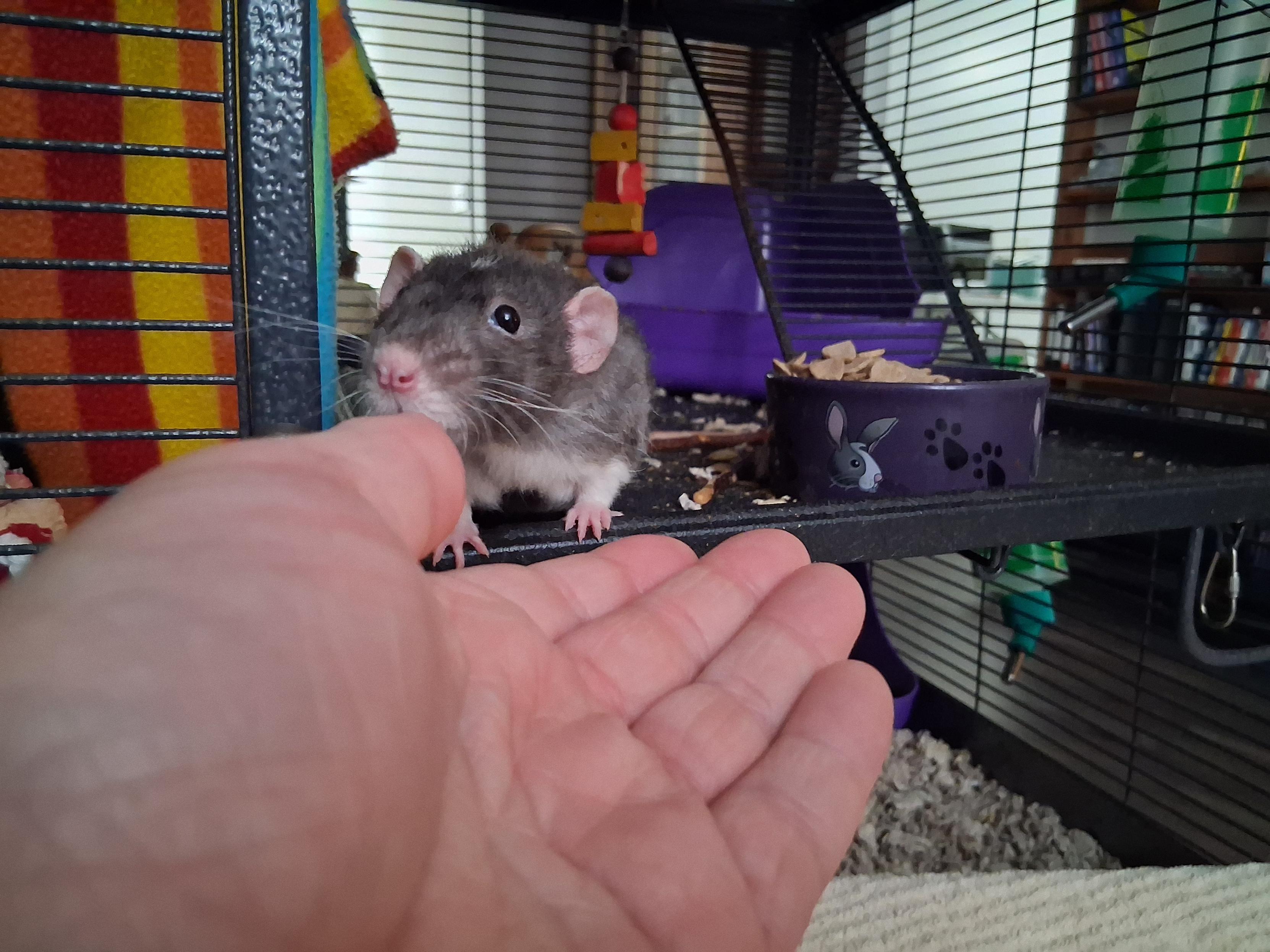 cute pet rat sniffing my outstretched hand