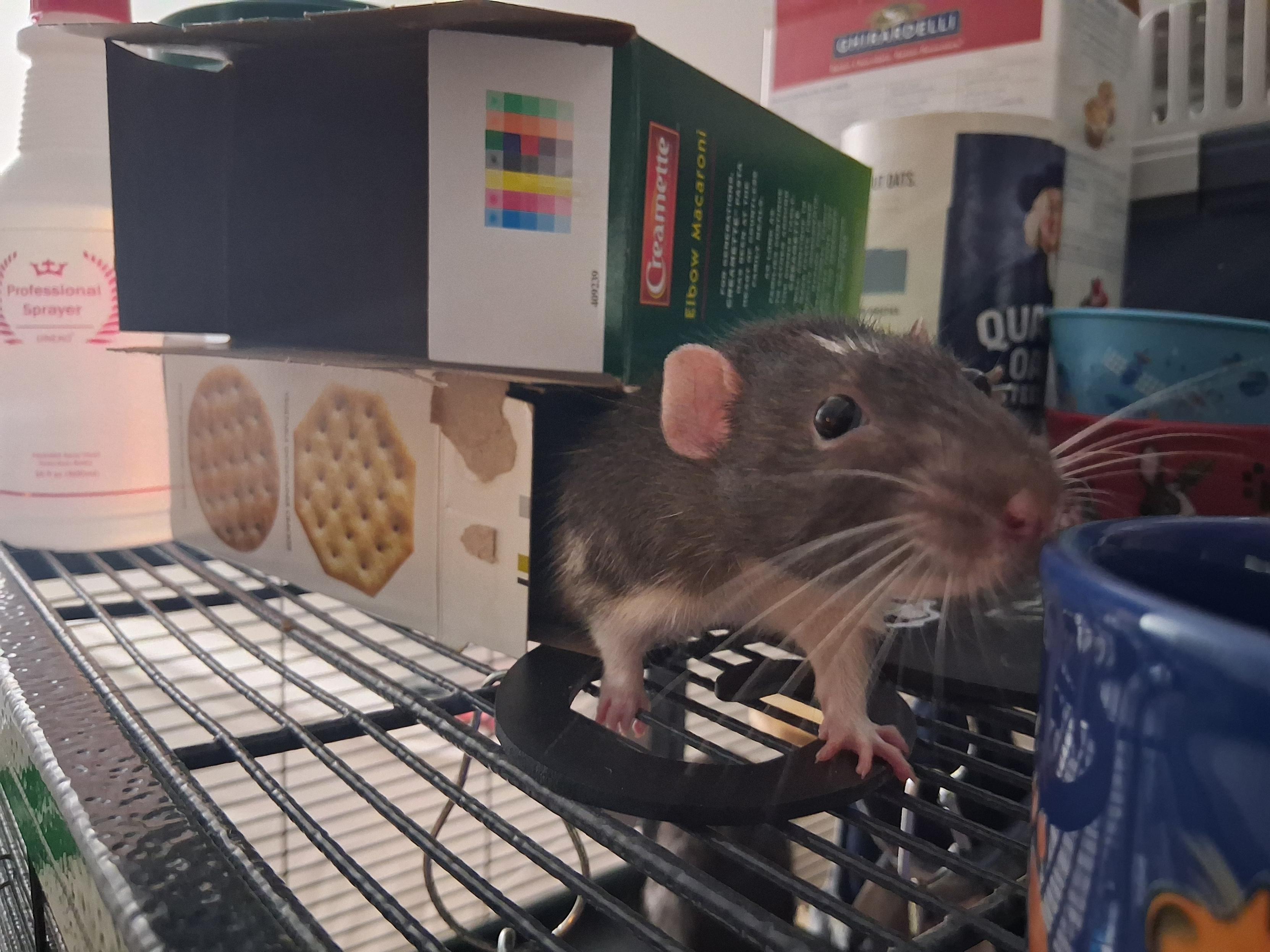 Cute put rat in a box on top of his cage, looking quite pleased with himself. I look away to manage Truffle's attempts to fling himself onto the floor and Fermi gleefully flung himself into the sky, the squeaky little bastard