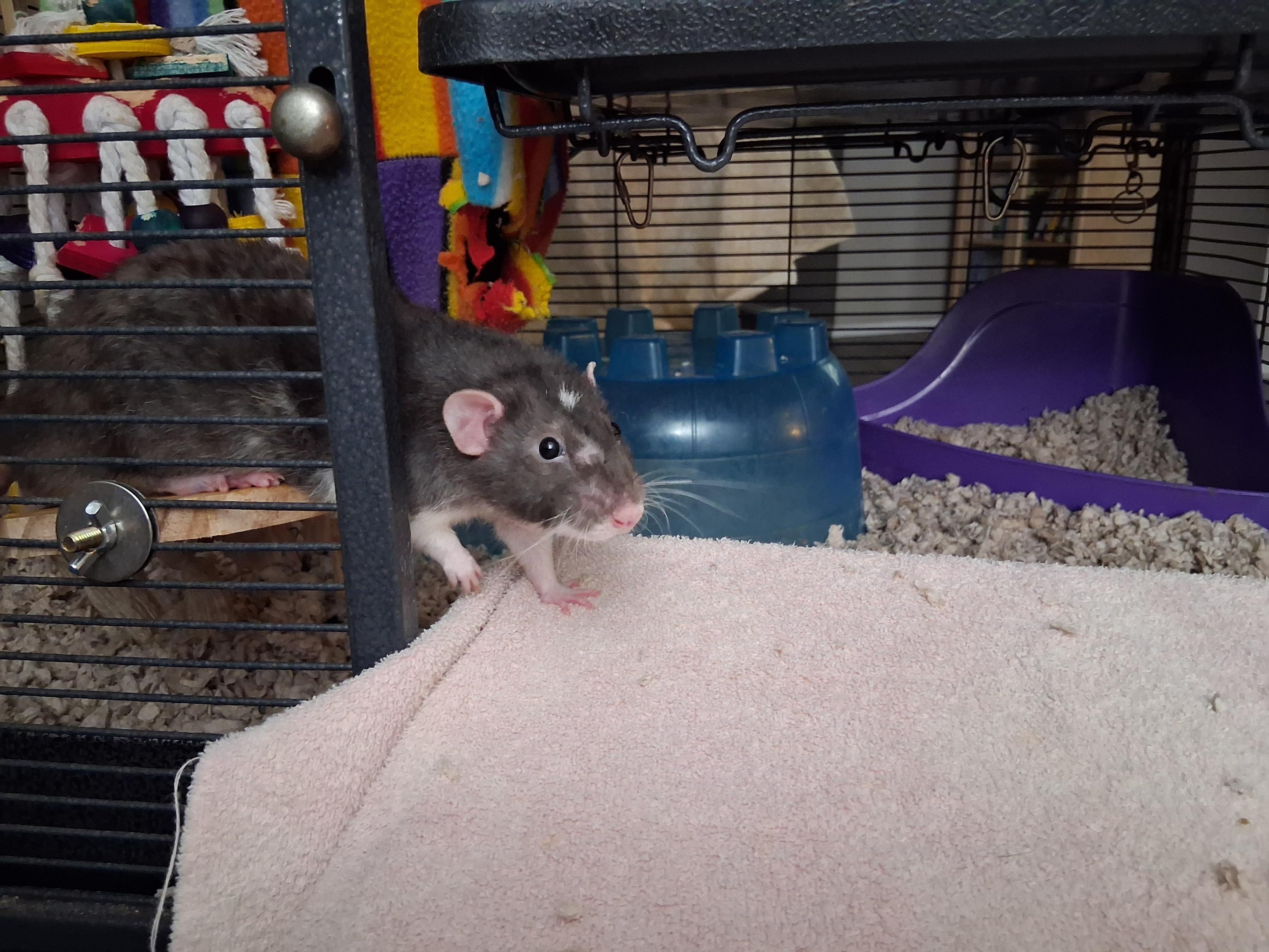 Cute pet rat, tilde-shaped whiskers spread wide, taking tentative steps on to the ramp out of his cage