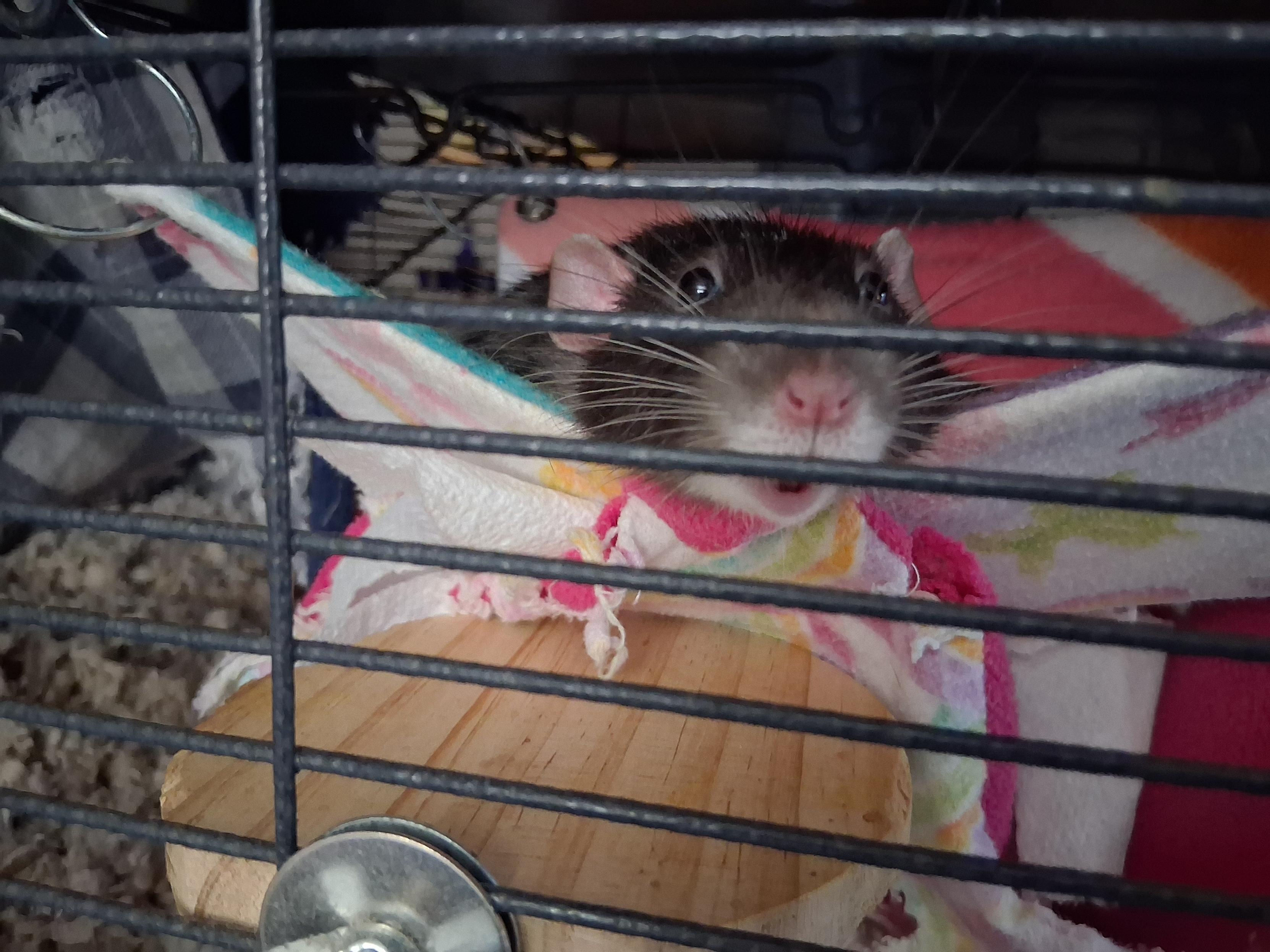 Fermi is a cheerful boy. #petRats #rats 

Cute pet rat lounging in his hammock with big eyes, wide whiskers, and a ratty grin