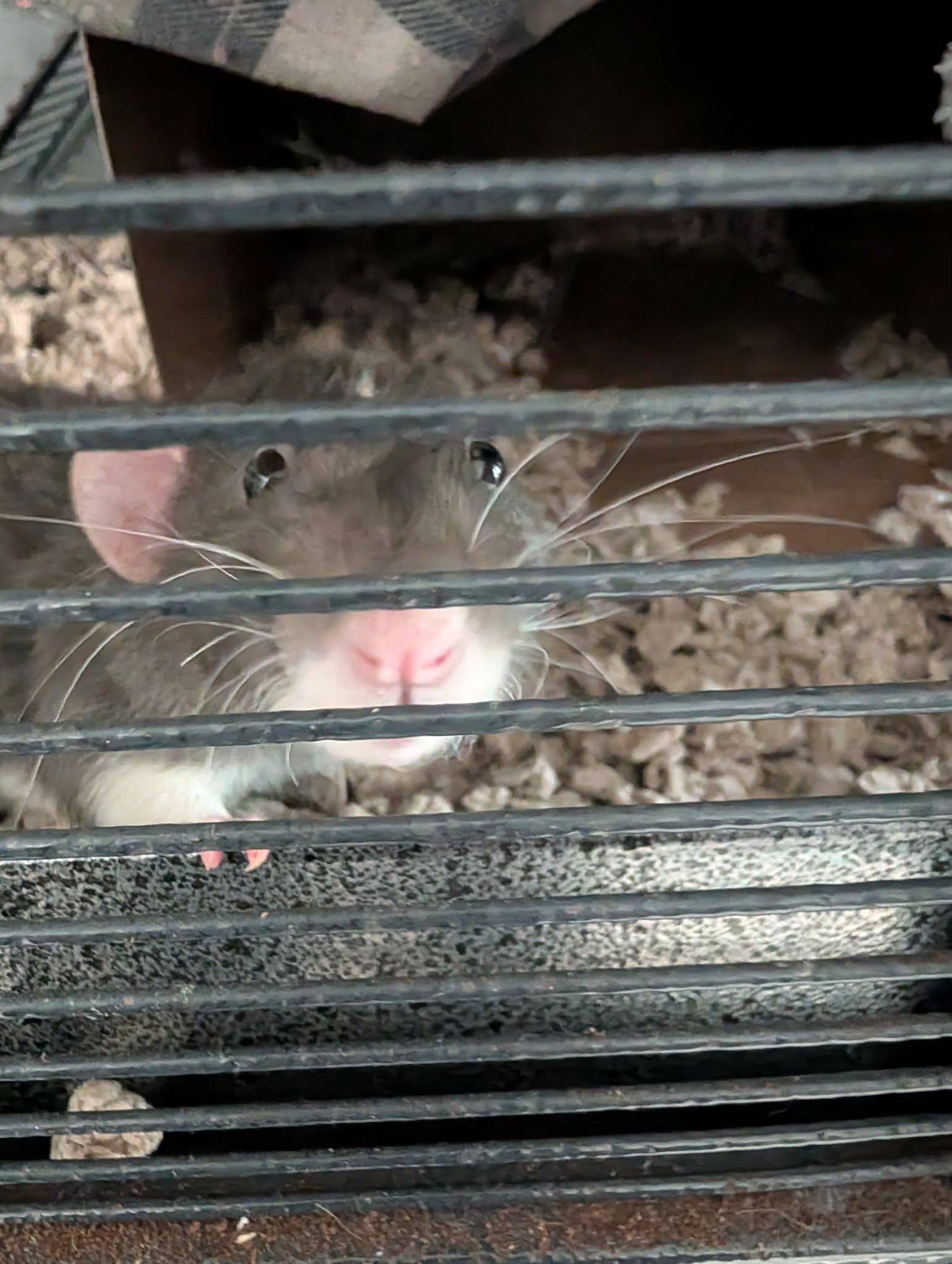cute pet rat with curved whiskers, peering through the bars of his cage at you