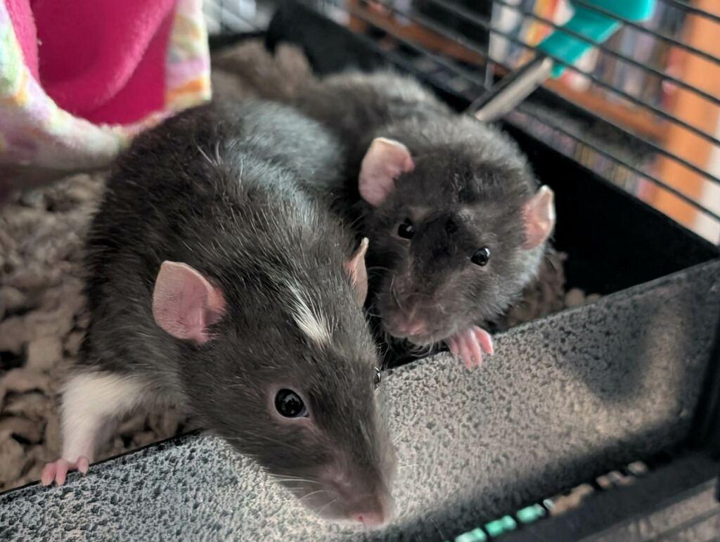 two cute pet rats peering out of their cage