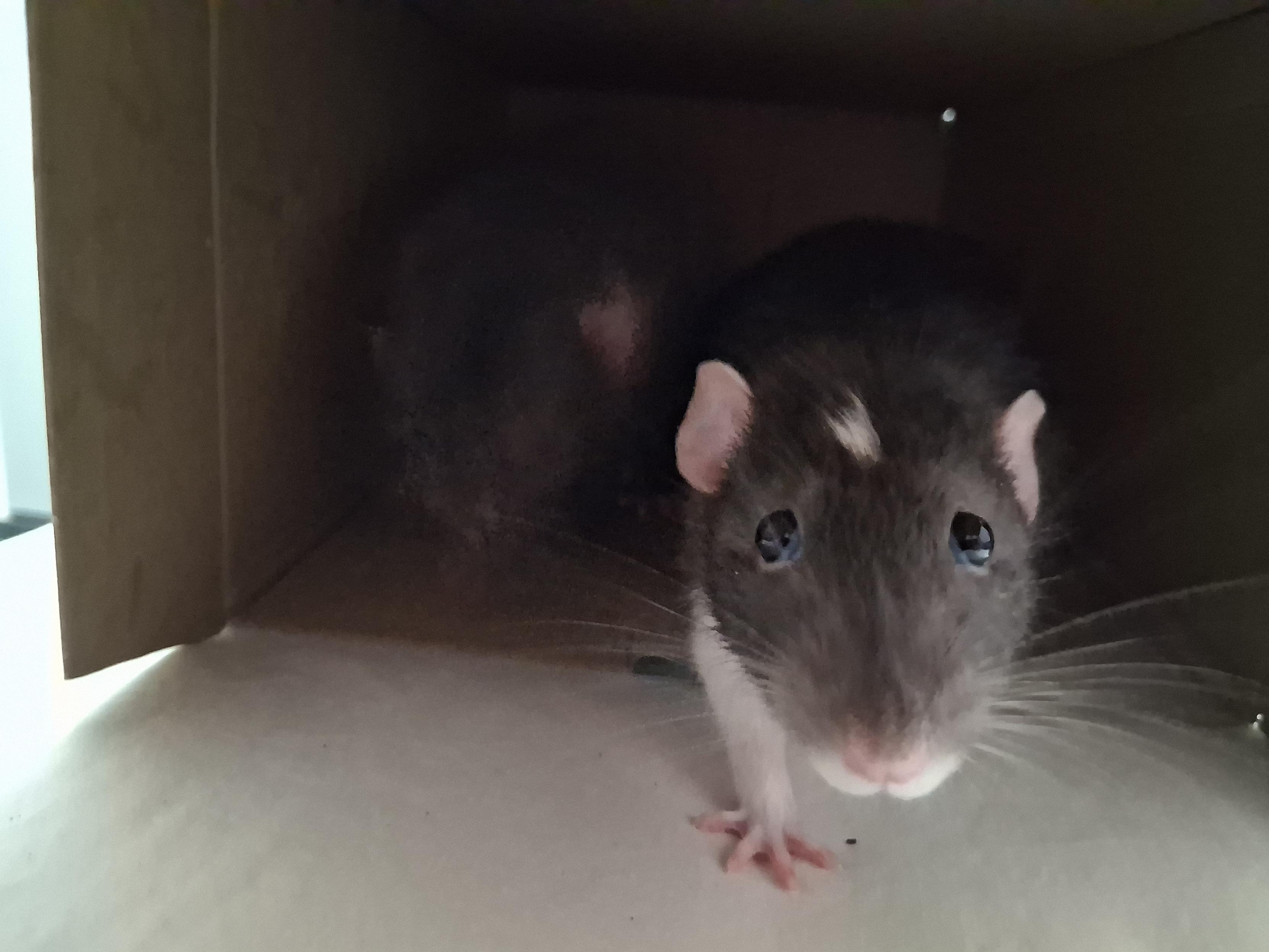 cute pet rat setting foot outside of his box, looking determined