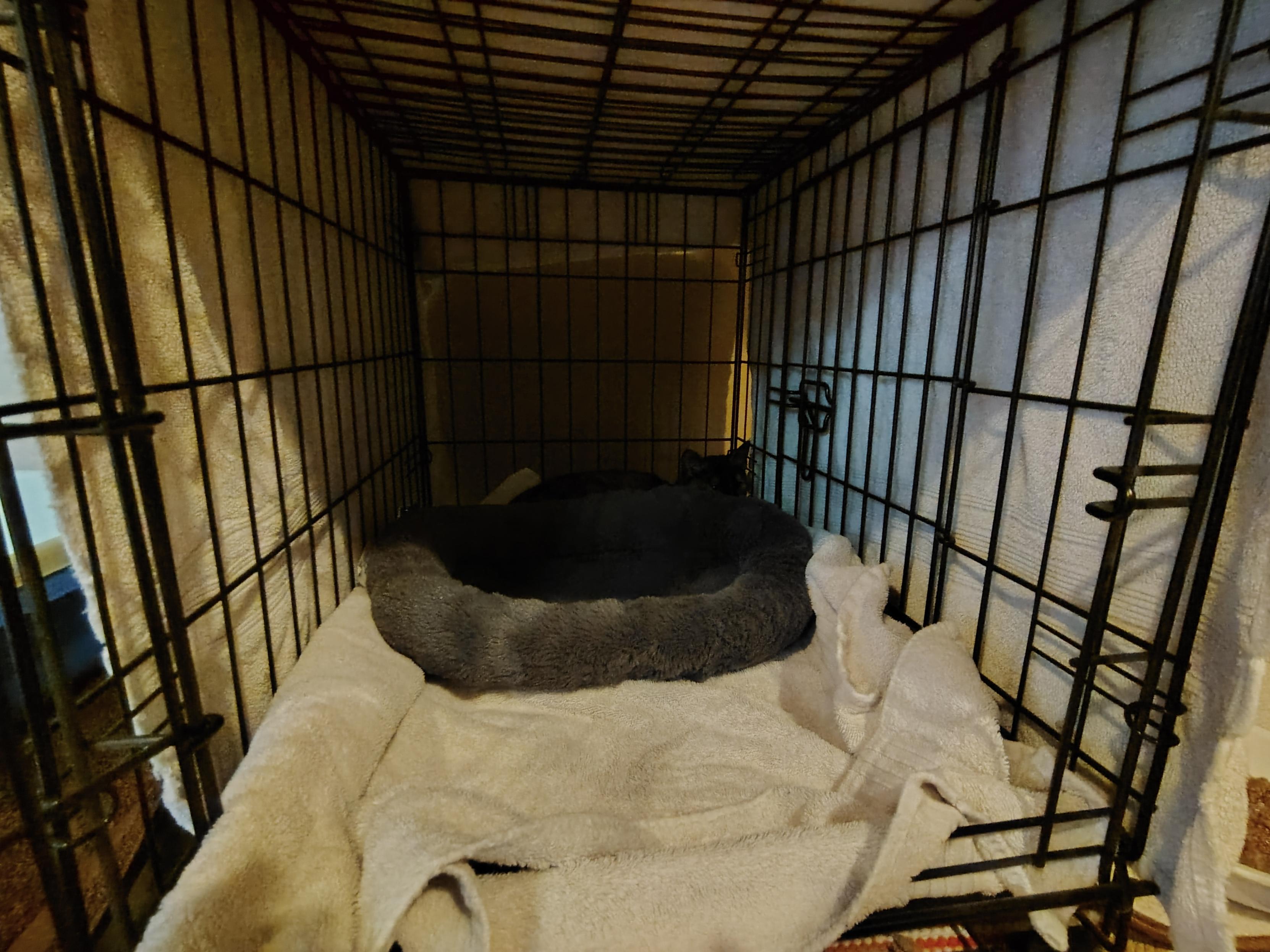 A little tortie kitten sleeping in the back of a crate with a towel over the top. It's hard to see her because she's dark and the light is dim.