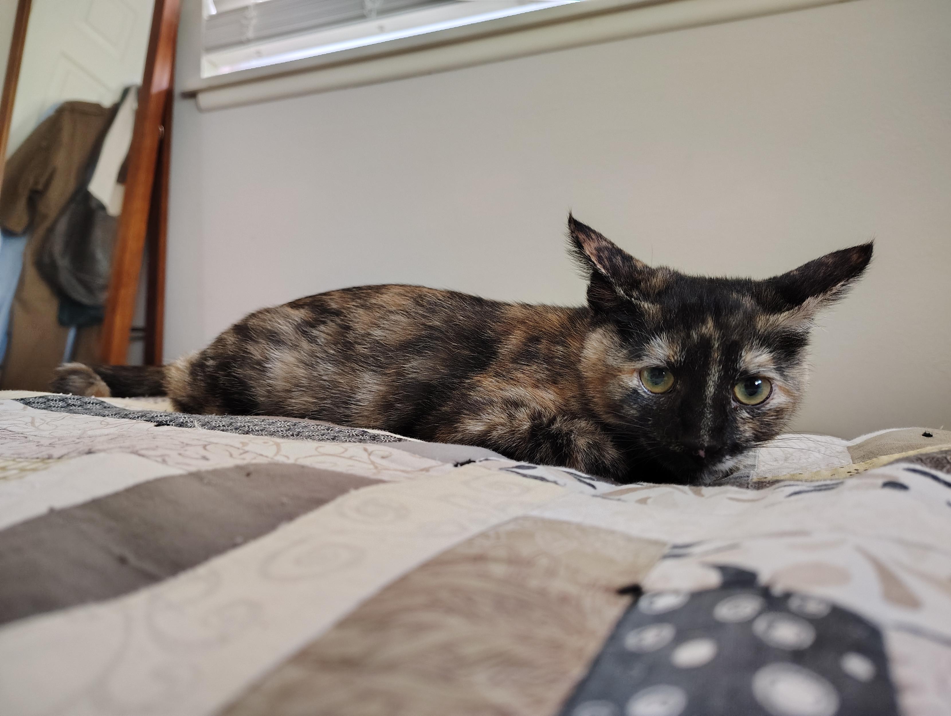 A tortie kitten with airplane ears because her brother just jumped at her tail, sitting on the corner of a bed.