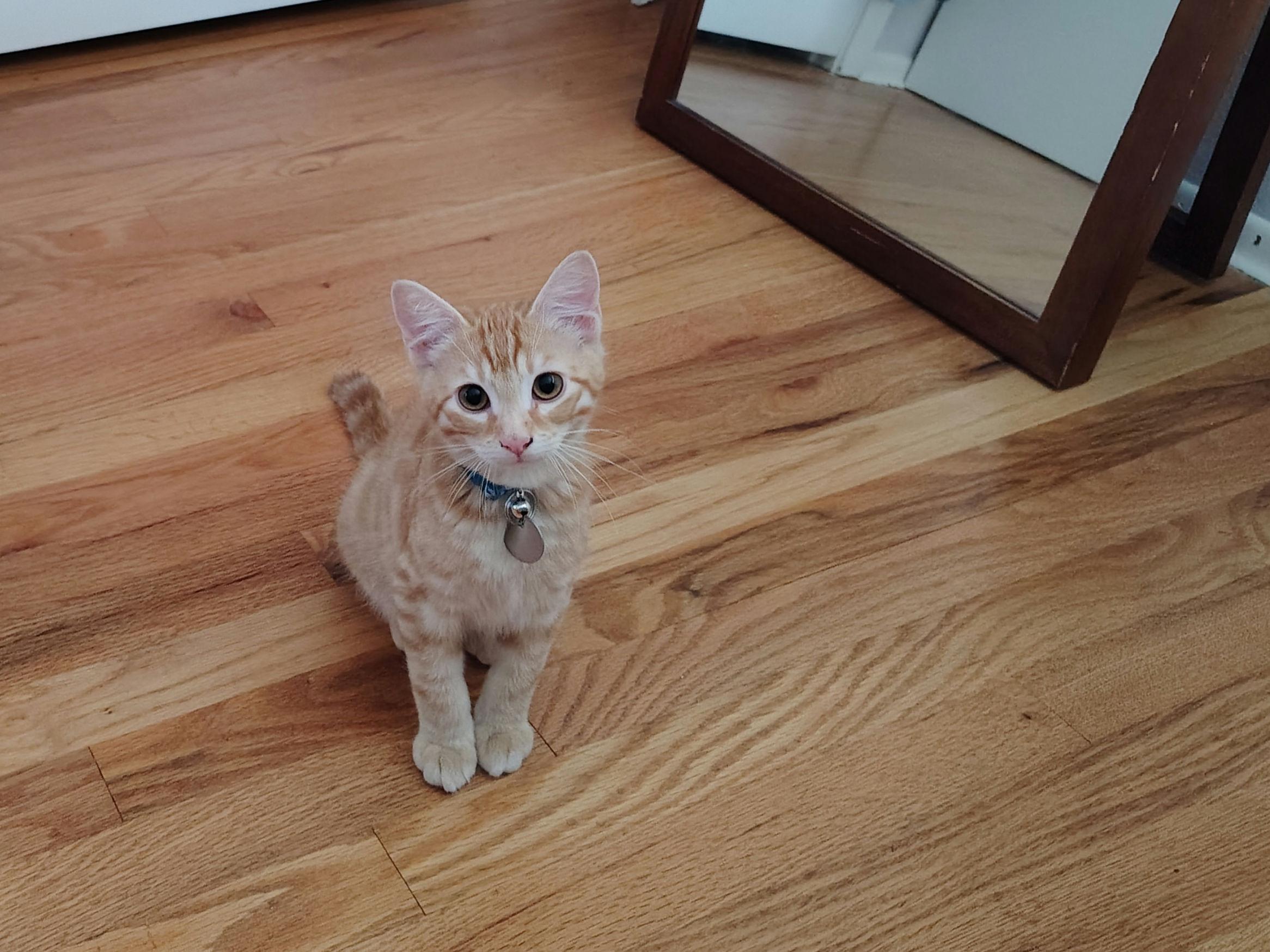 The orange brother kitten, looking innocent while sitting nicely on a hardwood floor.