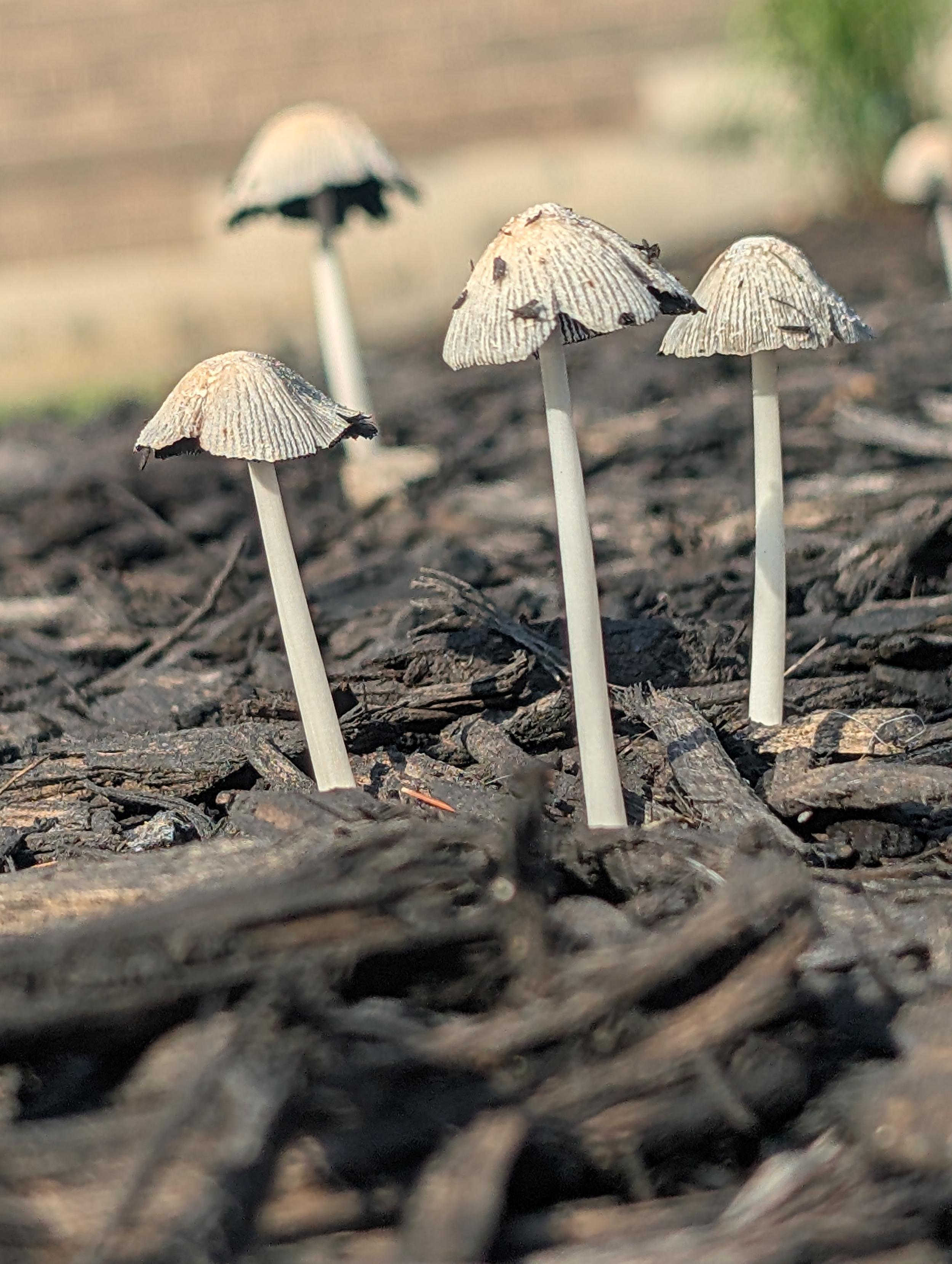 This image shows a close up of delicate mushrooms growing in dark wood mulch under bright sunlight.

Dark wood chip mulch fills the foreground. Three pale, slender mushrooms rise from the mulch in the midground. The leftmost mushroom has a ribbed, off white cap and a straight stem. To its right, a taller mushroom features a white cap flecked with dark brown. A third, slightly shorter mushroom stands further right, similar in appearance. In the blurry background, more mushrooms are visible, against soft tan and green tones. Bright sunlight illuminates the scene from the top right.