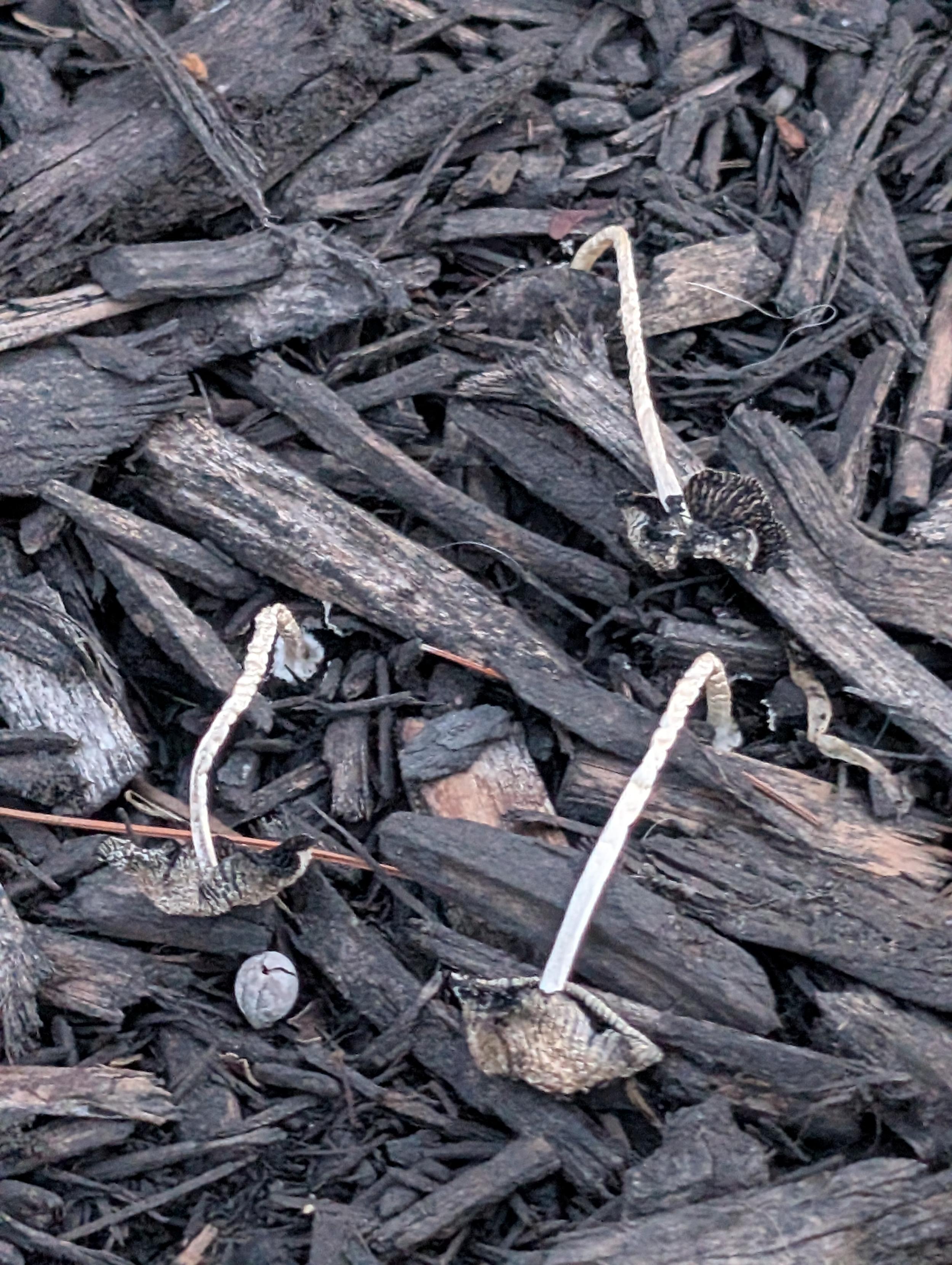 And after all DAT in the sun. Shriveled fallen over mushrooms from the previous image