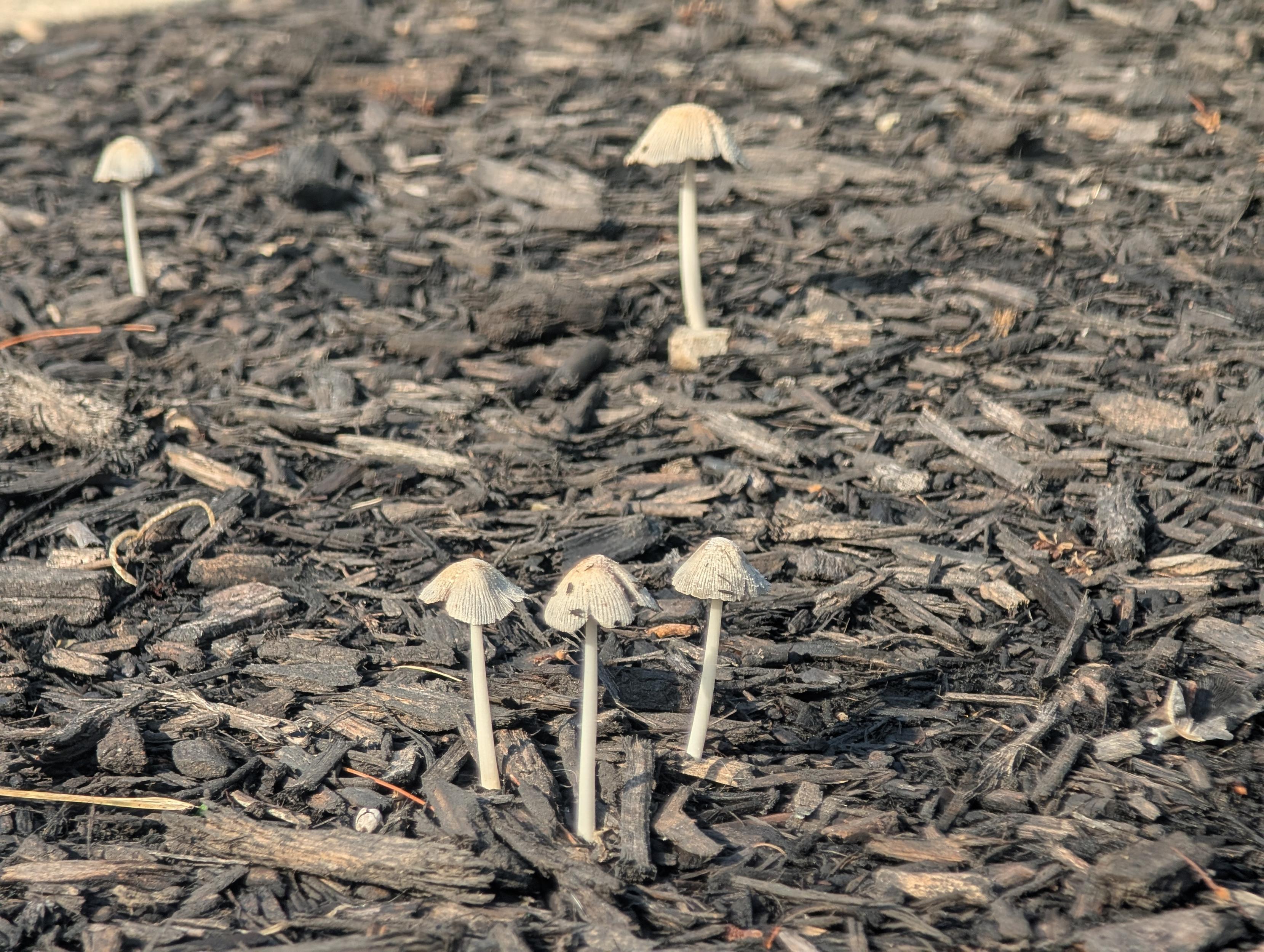 Five tall skinny mushrooms with flappy caps in the morning sunlight in a pile of wood chips.