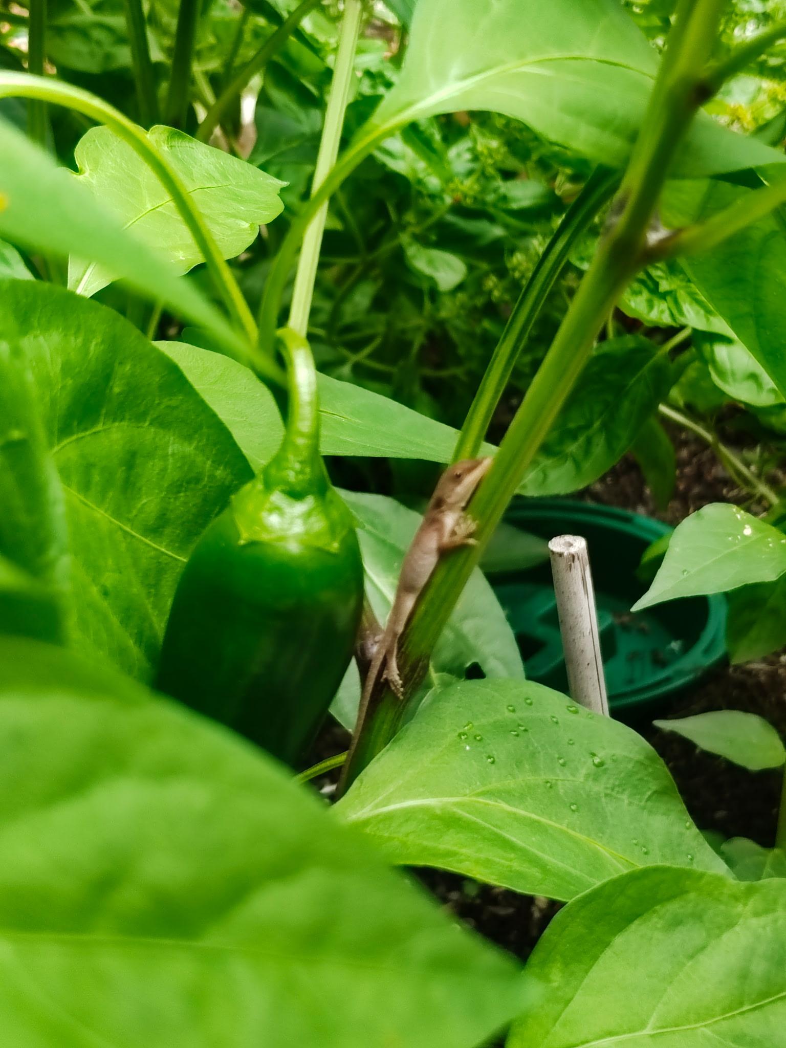 A brown anole resting on the stem of a pepper plant next to a jalapeño.