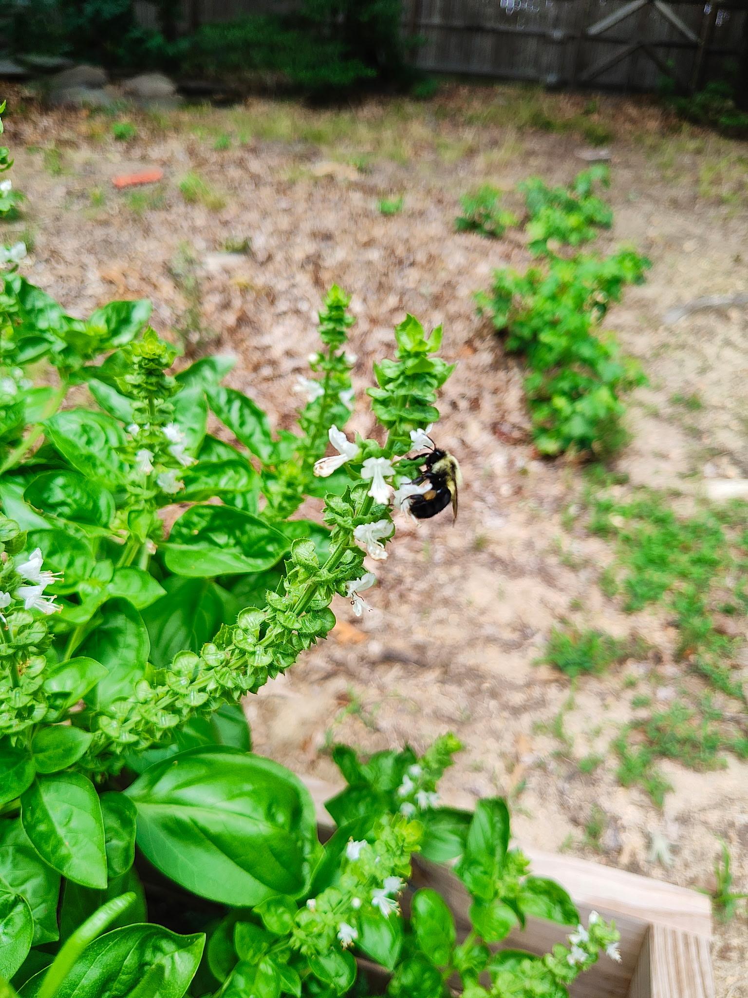A bumblebee sitting on white basil flowers.