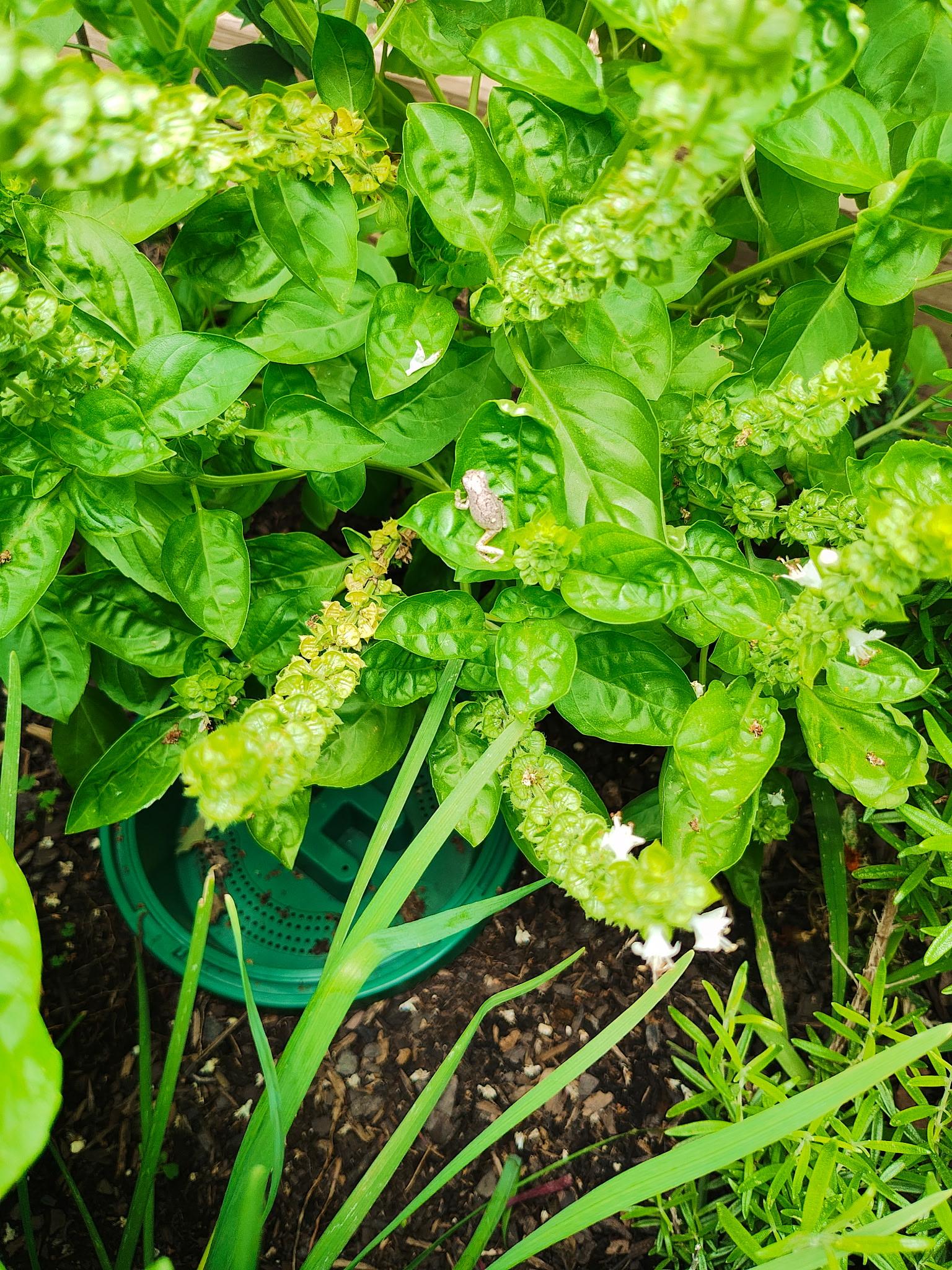 A very small toad resting in a thick patch of basil leaves.