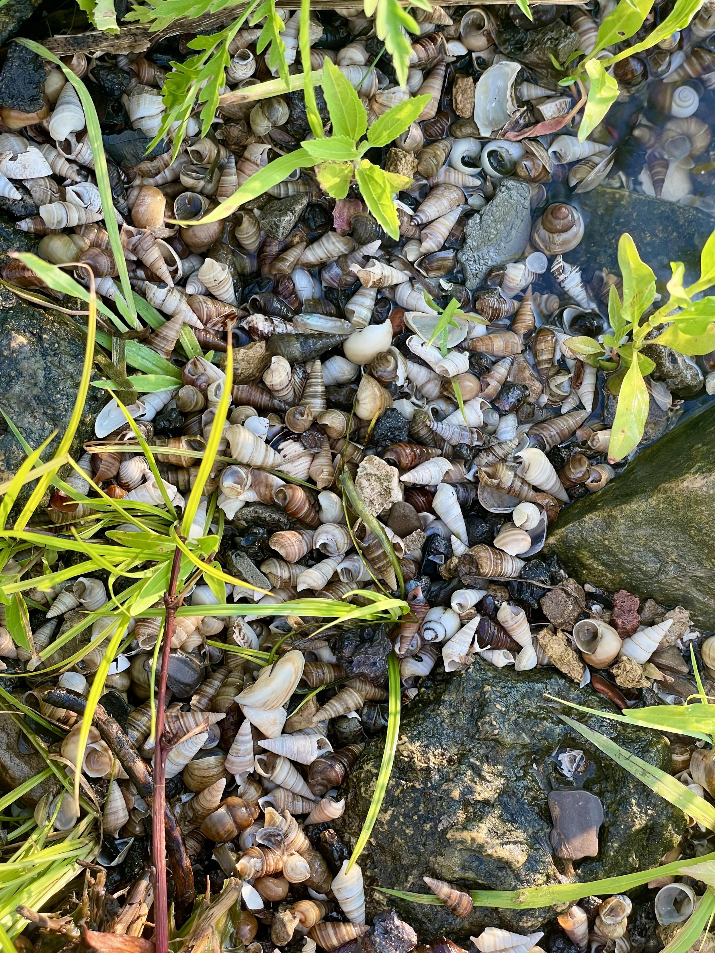 closeup of a whole lot of small shells deposited amongst a few wispy plants and larger rocks