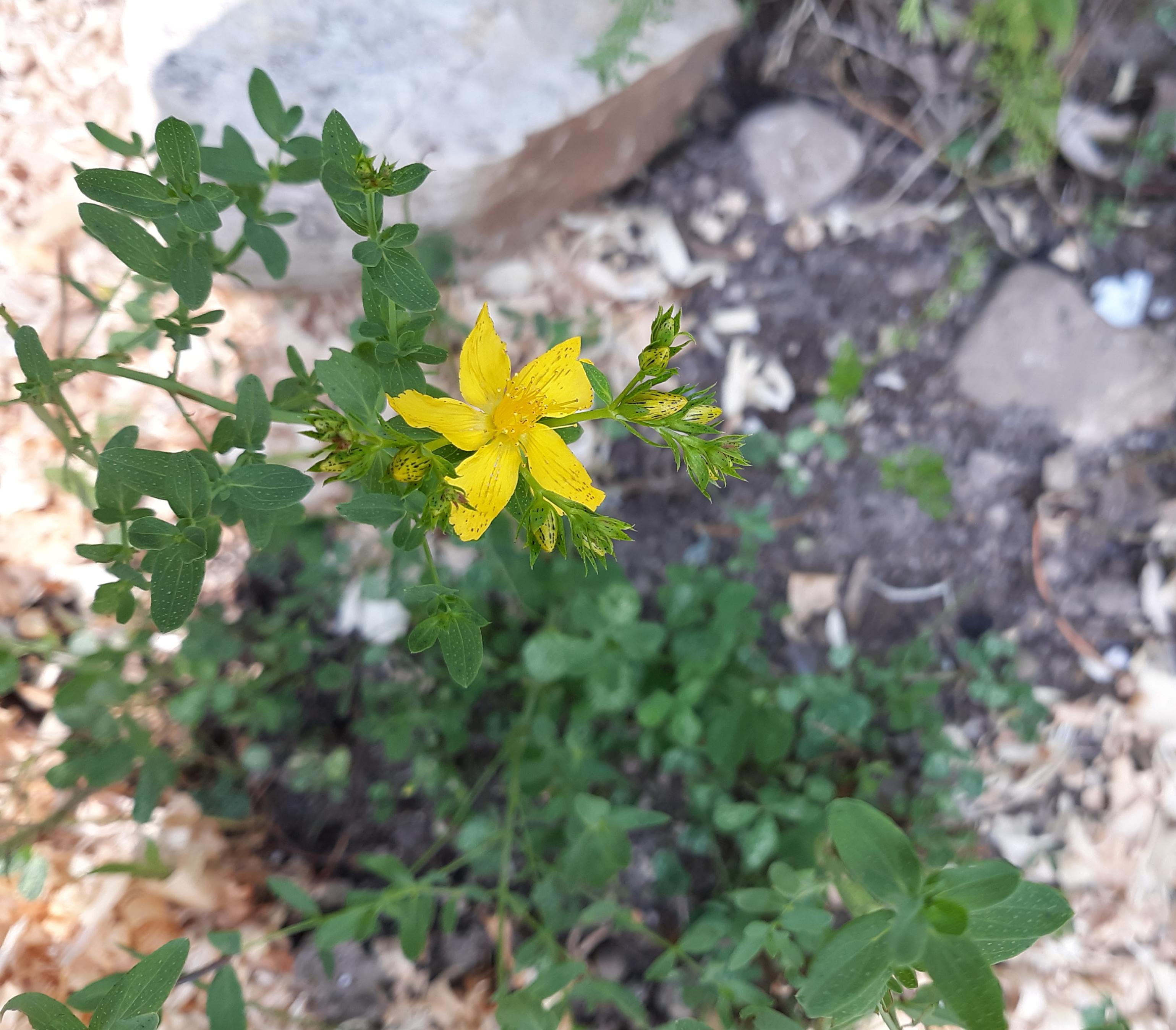 Photo of a St. John's Wort plant blooming on the edge of a flowerbed. Several clusters of buds are forming at the end of a leafy stalk. A single bright yellow flower is open, a five-petaled star, with little puffy stamens poking out the center.