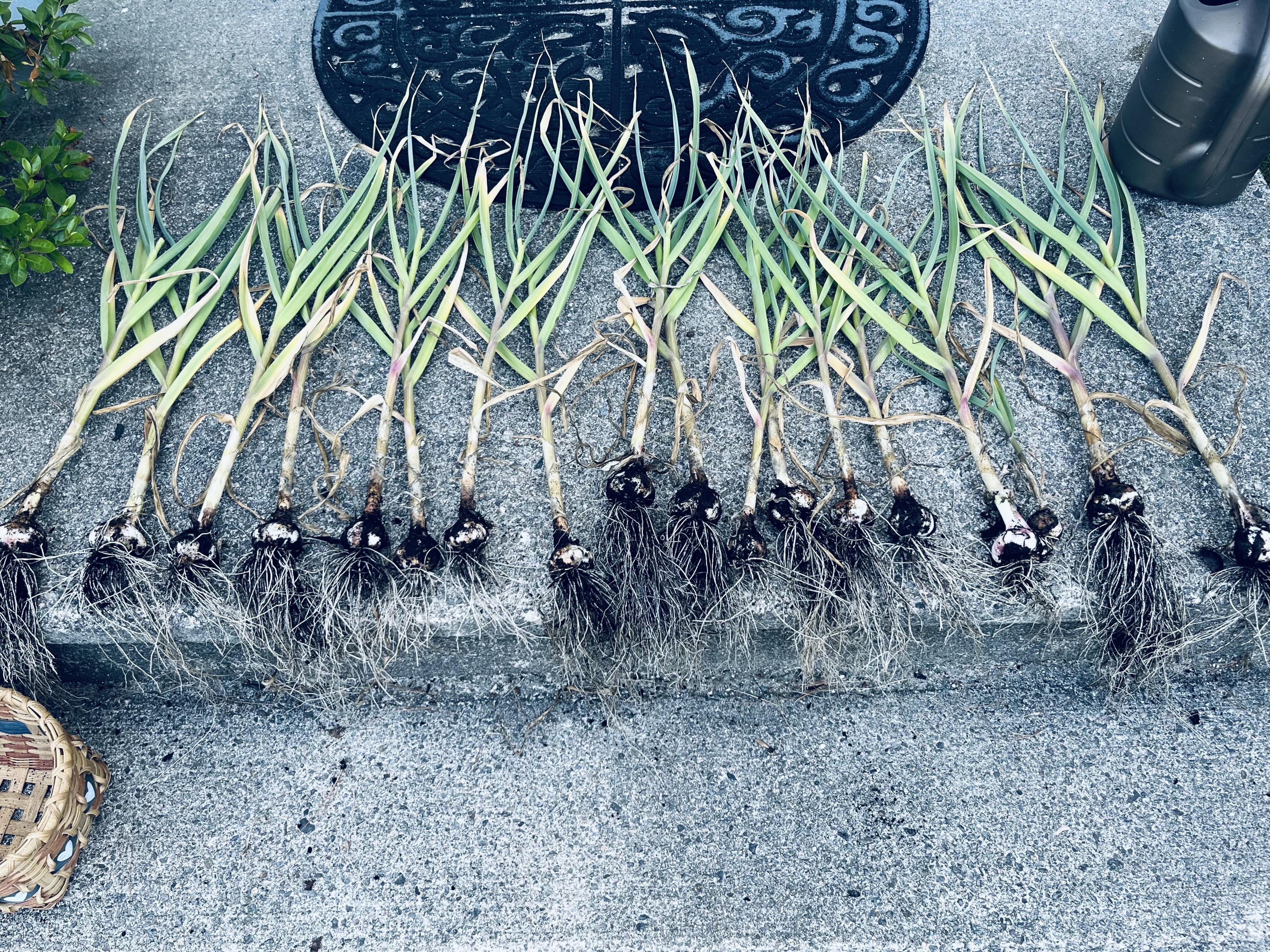 More than a dozen garlic heads still attached to green stalks & leaves, & covered with black dirt. They sit on concrete steps.