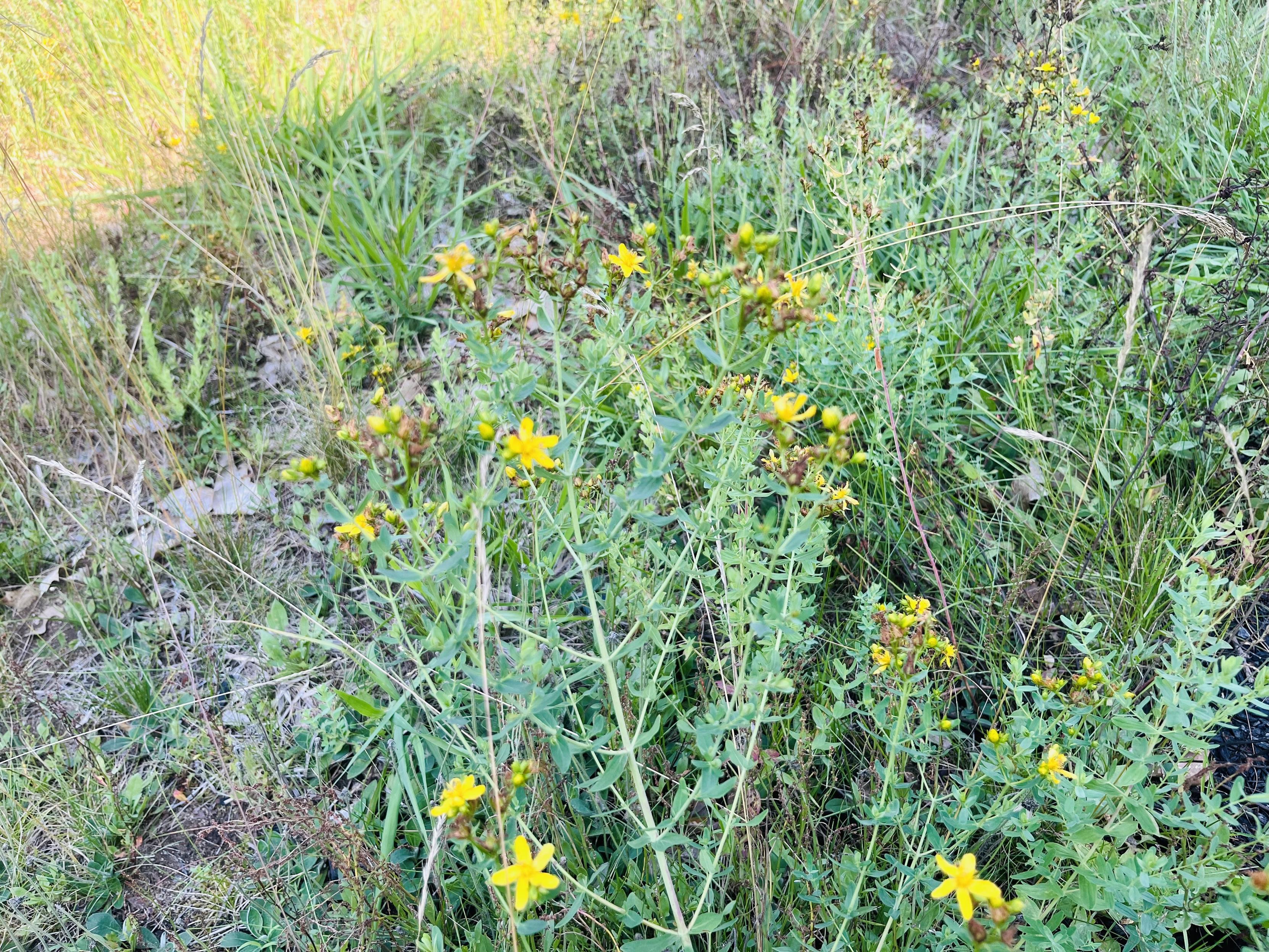 A grassy meadow developing from a lawn. Some wildflowers in the center of the image are yellow, five-petaled, & supported by thin stalks with tiny green leaves.