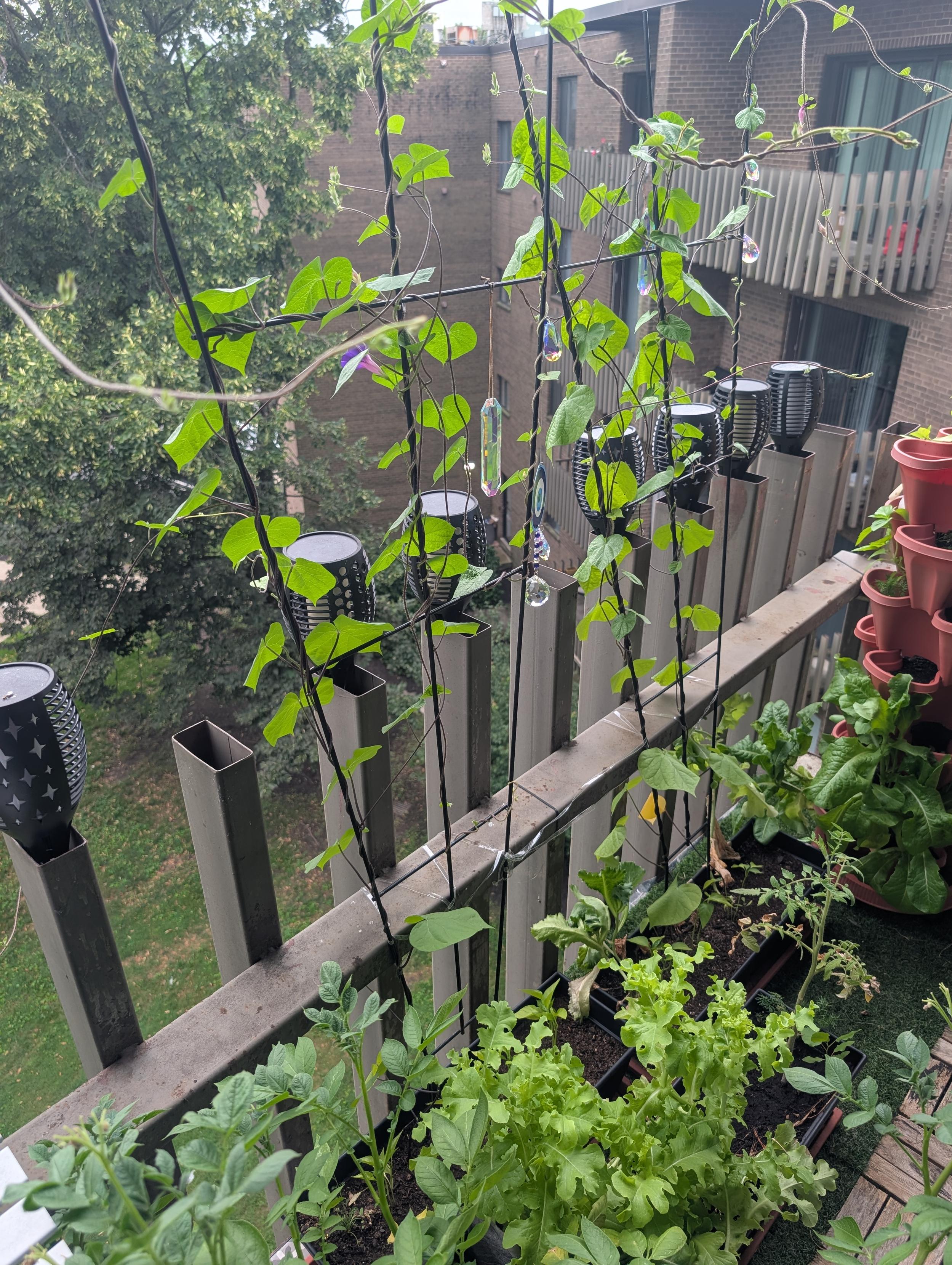 This image showcases a vibrant balcony garden in an urban setting.

Green trees and a brick building are visible in the background under an overcast sky. Several vining plants with bright green leaves climb black vertical trellises toward the top, some displaying small purple flowers and iridescent crystal suncatchers. Black solar garden lights with star cutouts sit atop the gray metal balcony railing posts. Below the railing, various plants including lettuce, tomato plants, and potato plants grow in dark rectangular containers on a green artificial turf floor. A tiered terracotta planter filled with more greenery stands on the right.