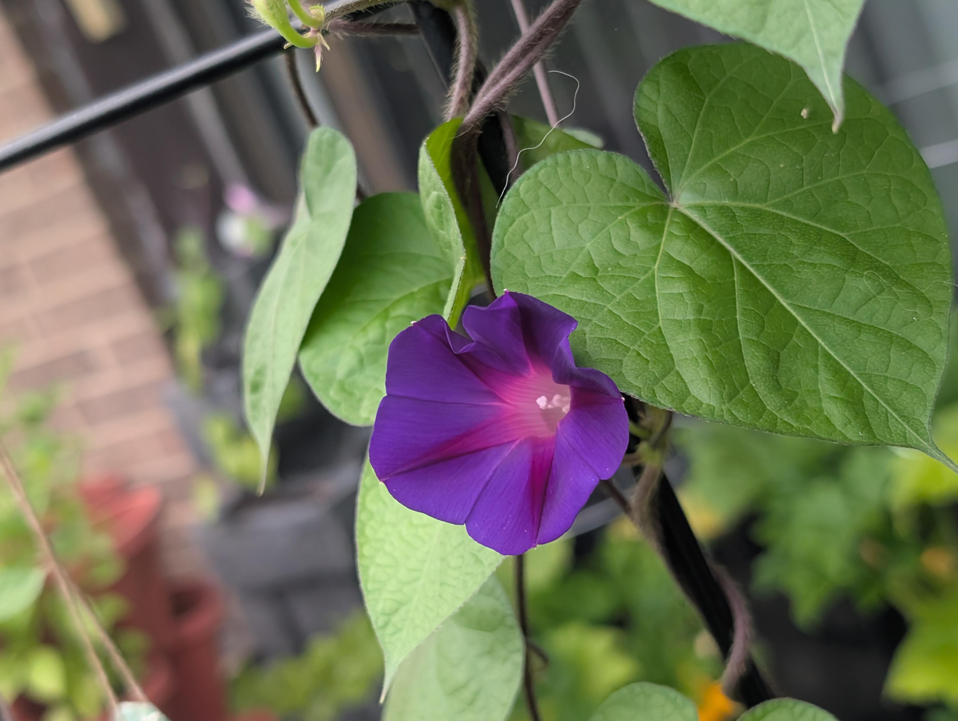 A close up shot focuses on a vibrant purple morning glory flower in bloom. The flower is centered, its petals a deep violet fading to a pinkish white throat. Light illuminates its delicate texture. Around the flower, several heart shaped green leaves are visible, some in sharp focus revealing their vein patterns, others softly blurred. A dark, fuzzy vine wraps around the top and right, supporting the plant. The background is softly out of focus, showing glimpses of a dark structure, a blurred reddish brown wall, and more distant green foliage.