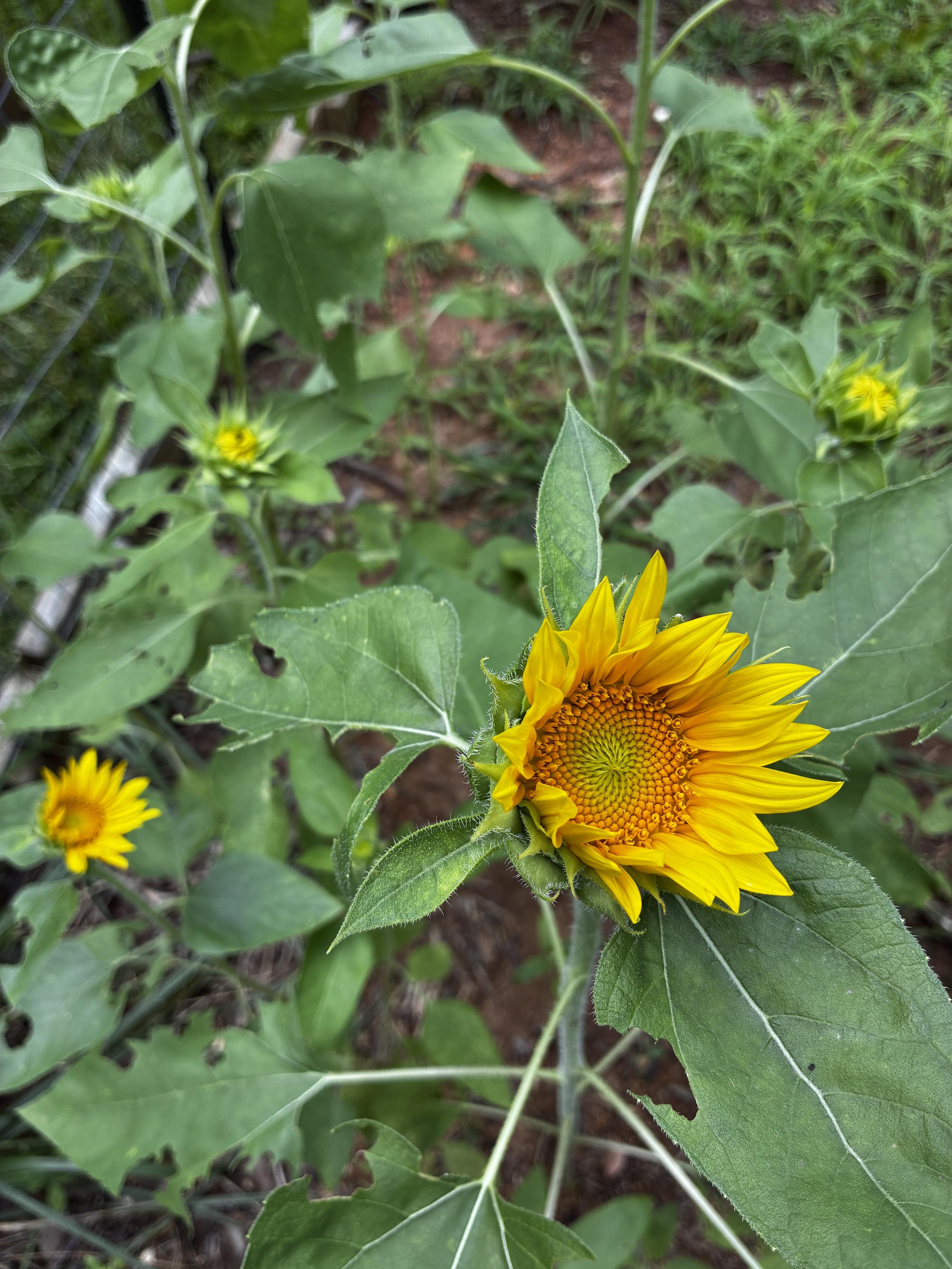 Photo of a sunflower patch in my garden, with one large, mostly-open bright yellow bloom in the lower right and several small open and partially open ones in the background.
