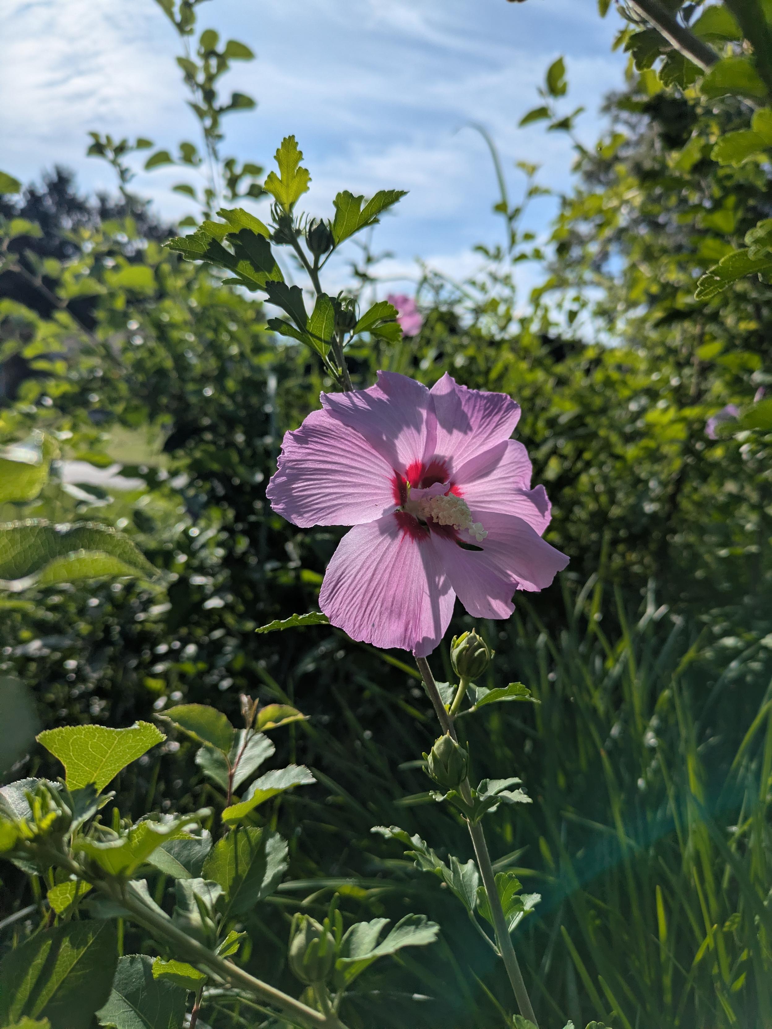 A flower with light purple petals and a red center blooming