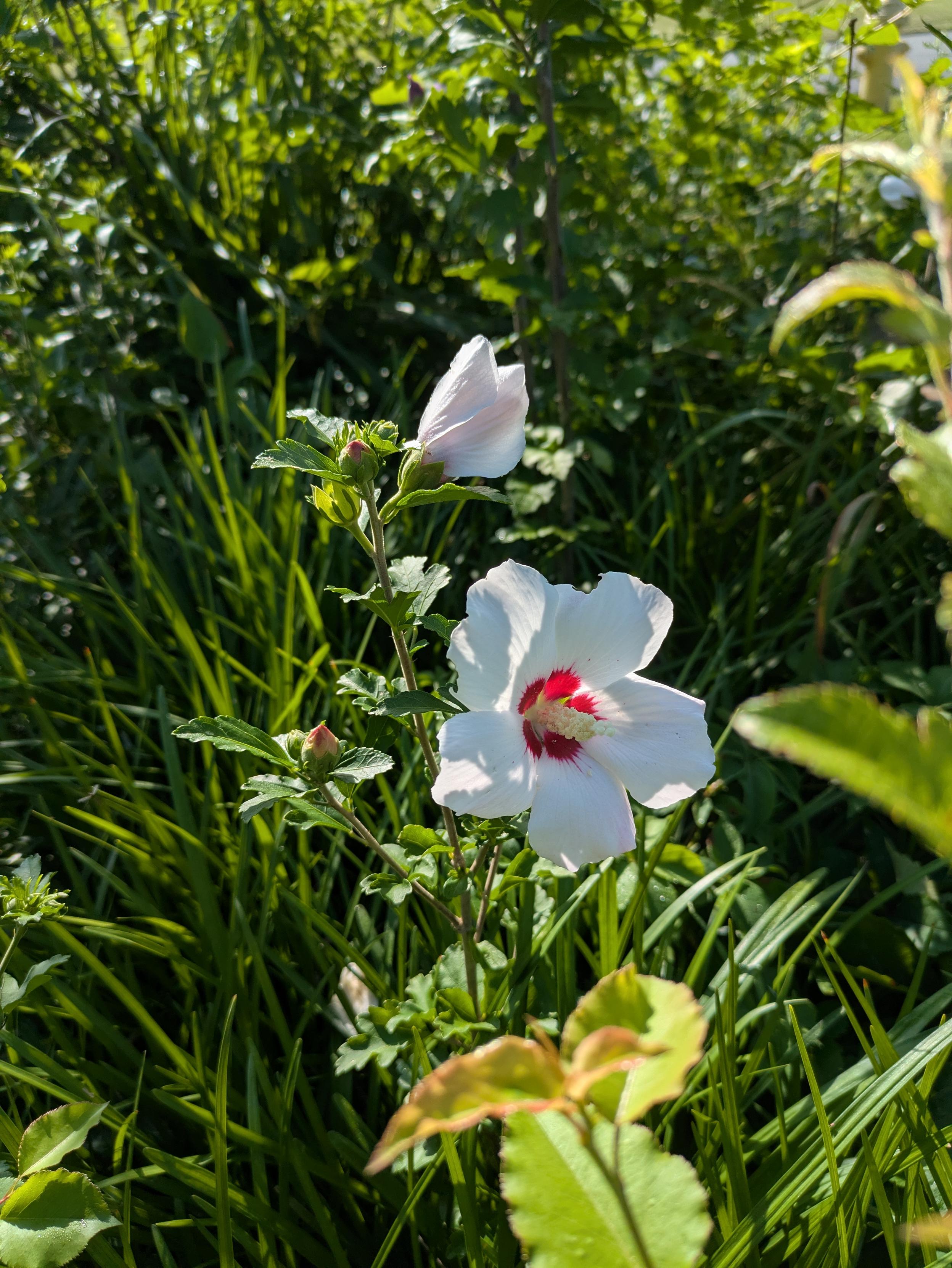 Another flower, this one with white petals and a red center