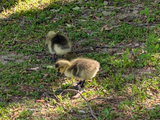 Two fuzzy Canada goose goslings pecking at the ground looking for yummies