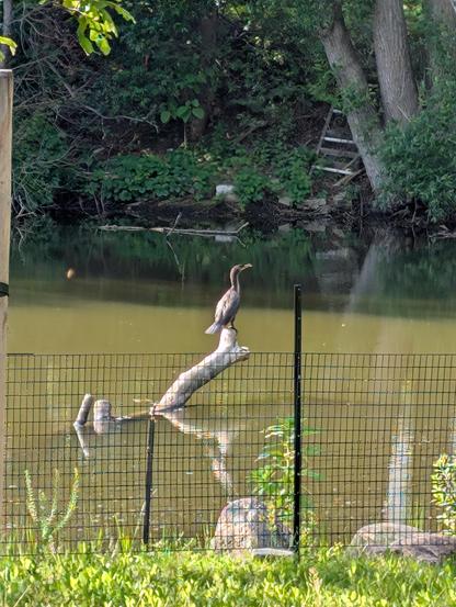 Another photo of the same brown/black bird from the previous photo, with its wings folded
