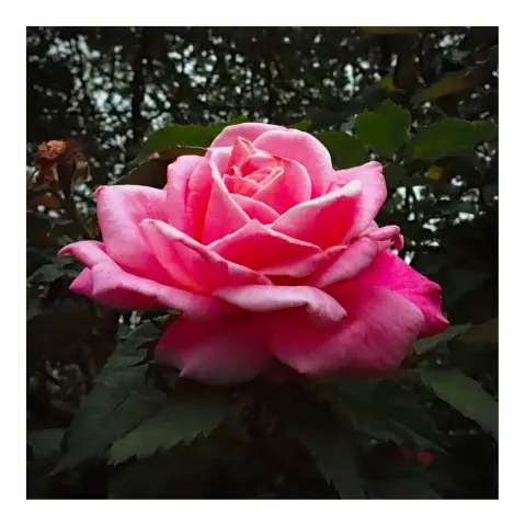 P52-283 : A rose by...