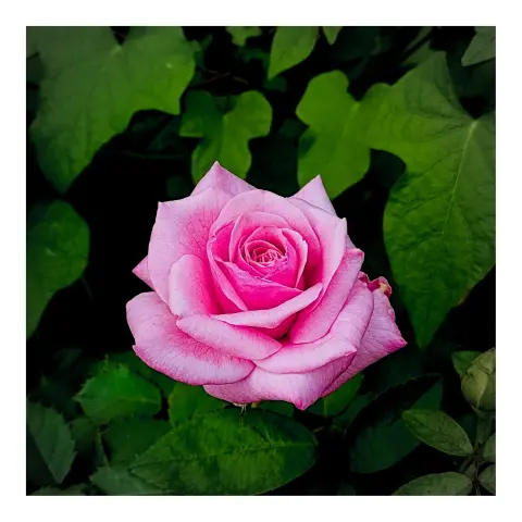 P52-299 : Rose Bud V