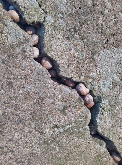 A flock of snails shelters in a crack in a rural block of concrete in Wiltshire in SW England. Their pale shells are lit by the late afternoon sun.