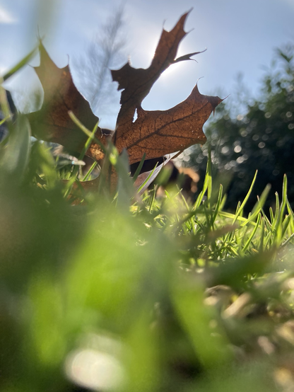 A close up picture of the sun shining through gras and a dried up brown leaf