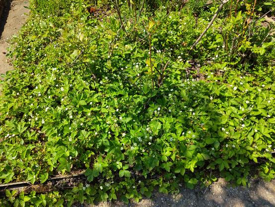 Foto 
Feld aus Walderdbeeren 
Grob ein Dreieck mit einer Länge von ca. 2 Meter