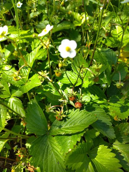 Foto Walderdbeeren Nahaufnahme mit Halbroten Früchten und einer Blüte