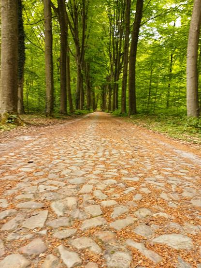 Kopfsteinpflaster, das in einen Wald führt