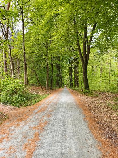 Waldweg, geschottert, sehr gerade. Weite Sicht