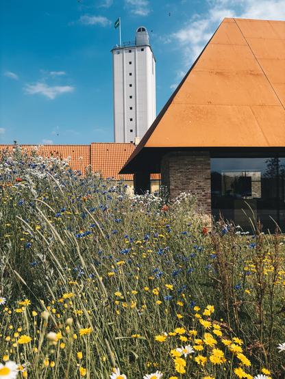 Gule blomster foran hus. I baggrunden en blå himmel.