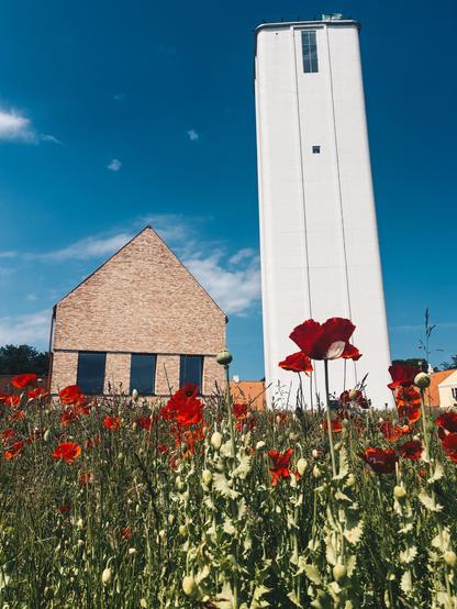 Røde valmuer på blomstereng foran hus og hvid kornsilo. I baggrunden en blå himmel.
