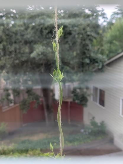 A hop bine twists its way up some twine. A house and trees are out of focus in the background and some hazy reflection of blinds can be seen in the glass of the window the photo was taken through.