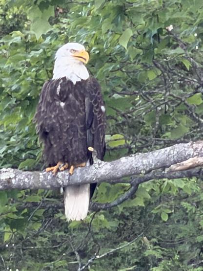 An adult bald eagle up on a branch. Hi head is looking to your right. His majestic yellow beak is open a bit. Leafy branch fill the canopy behind him.