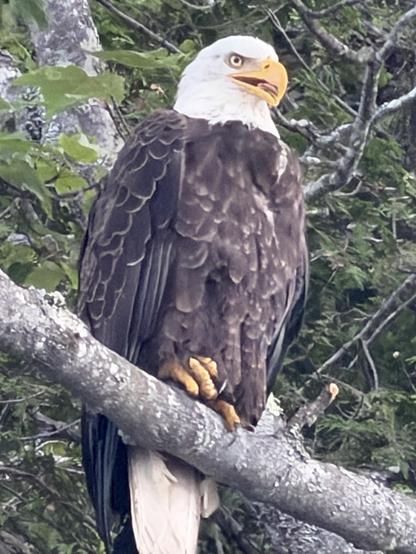 Close up of an adult bald eagle up on a branch. His head is slightly  looking to your right.His right eye is looking at the camera.  His majestic yellow beak is open a bit. Leafy branch fill the canopy behind him.