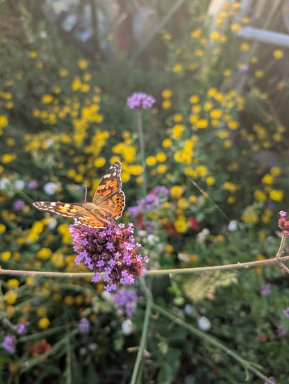 Orangebrown butterfly with dark spotted pattern on pink flowers
