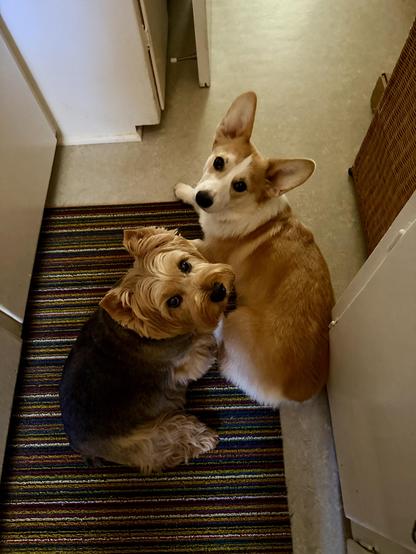 Freyja is a beautiful Norwich Terrier. Ole is a young Corgi puppy. They have only been living together for about a month and it's going pretty when he's not being a psycho puppy.