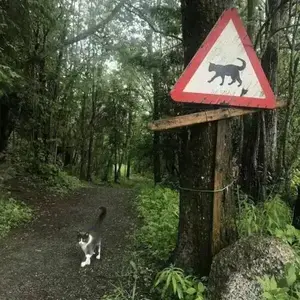 Warning sign on a trail with a cat picture on it. Next to the sign, a black and white cat is seen walking towards the camera from the woods.